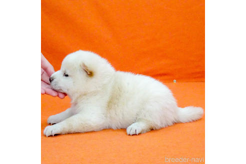 成約済の愛知県の柴犬-162231の3枚目